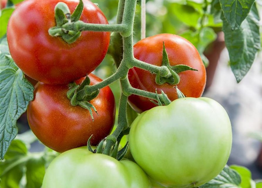 Tomatensamen 'Harzfeuer F1'