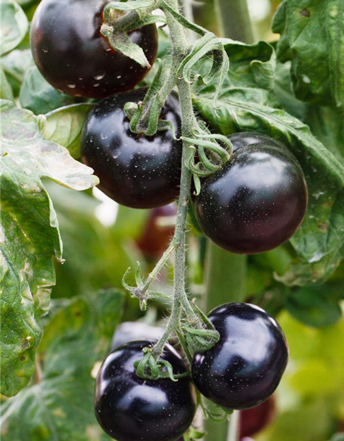 Tomatensamen 'Indigo Rose'