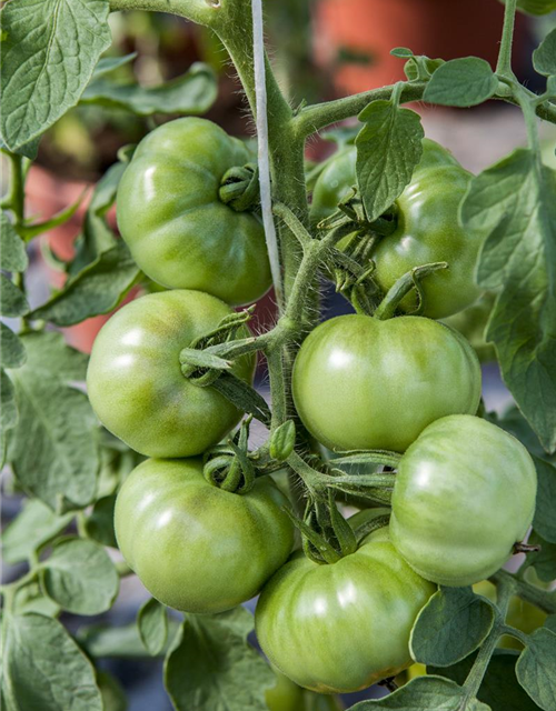 Tomatensamen 'Marmande'