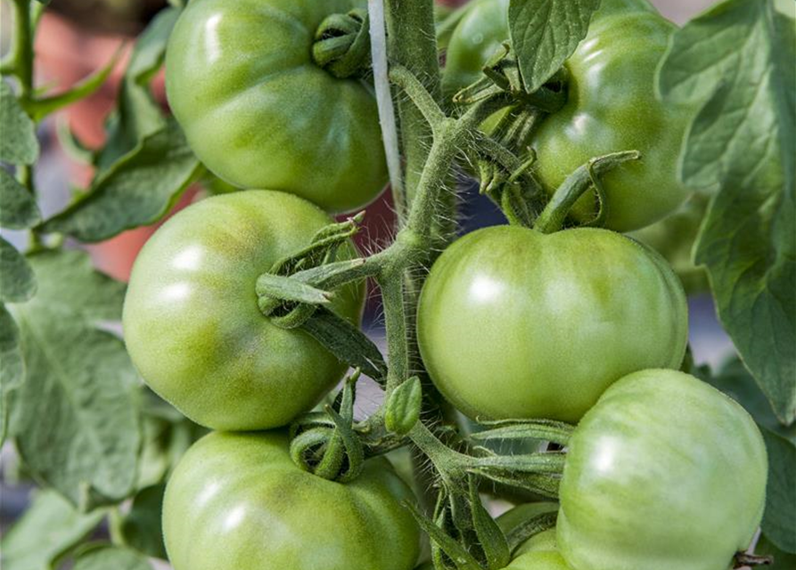 Tomatensamen 'Marmande'