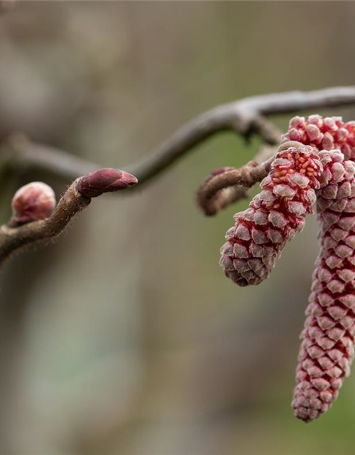 Waldhasel 'Red Majestic'