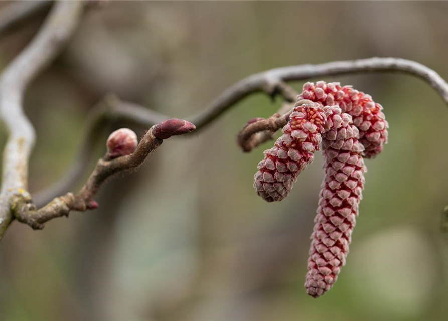 Waldhasel 'Red Majestic'