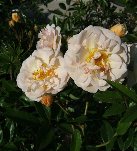 Strauchrose 'Ghislaine de Feligonde'