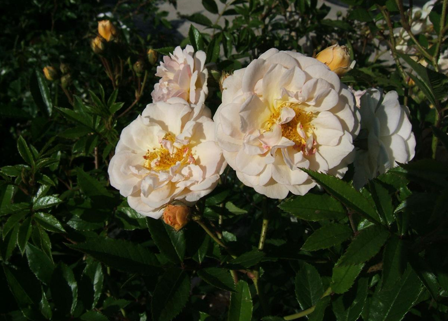 Strauchrose 'Ghislaine de Feligonde'