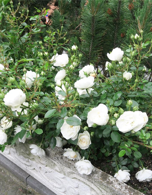 Zwergrose 'White Babyflor'