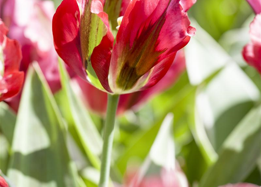 Tulpe 'Esperanto'