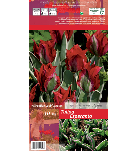 Tulpe 'Esperanto'