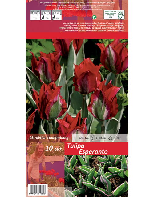 Tulpe 'Esperanto'