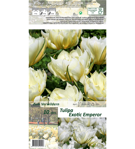 Tulpe 'Exotic Emperor'