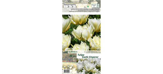 Tulpe 'Exotic Emperor'