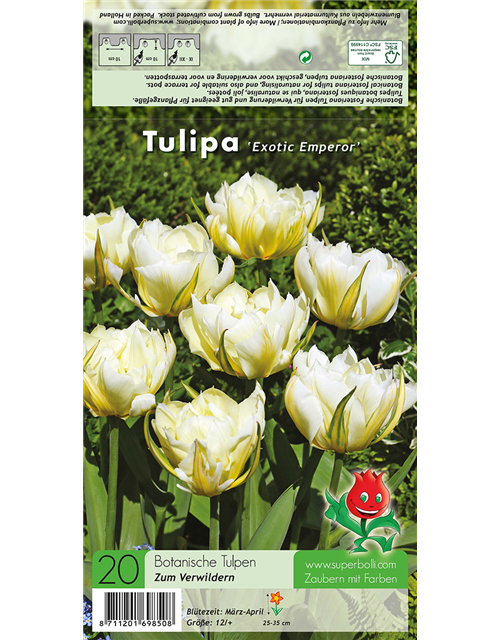 Tulpe 'Exotic Emperor'