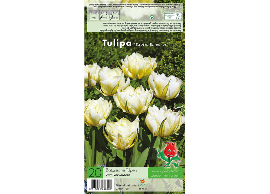 Tulpe 'Exotic Emperor'