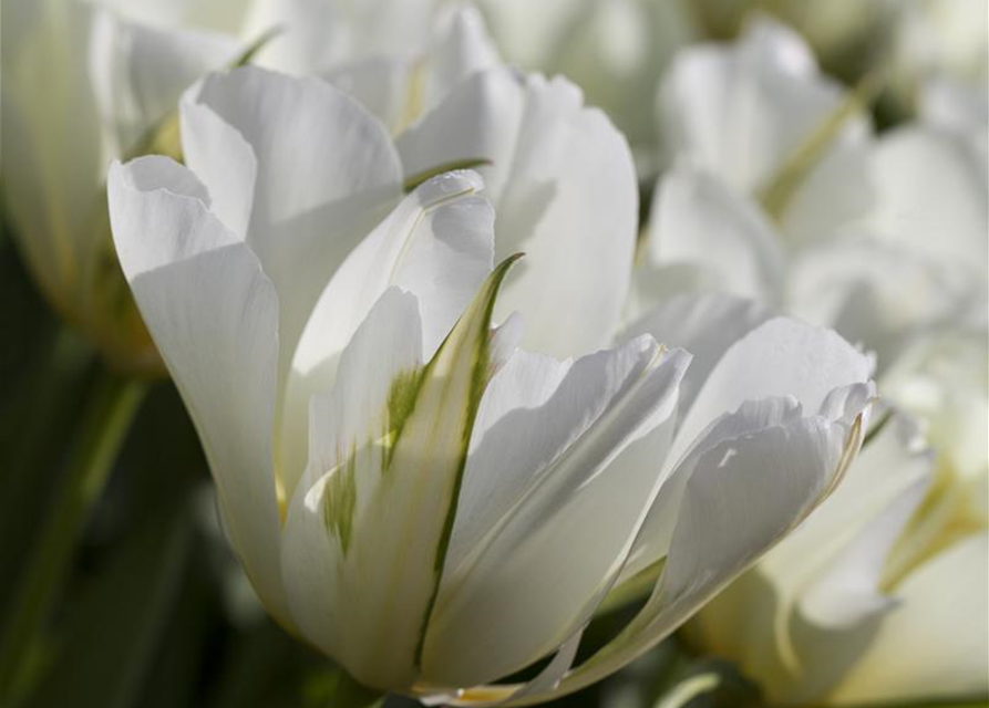 Tulpe 'Exotic Emperor'