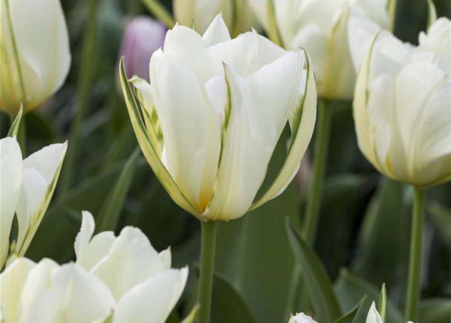 Tulpe 'Exotic Emperor'