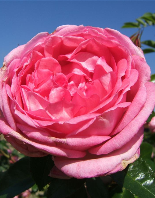 Strauchrose 'La Rose de Molinard'