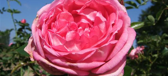 Strauchrose 'La Rose de Molinard'