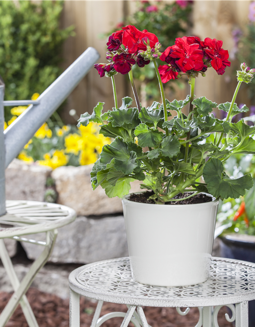 Zonal-Pelargonie-Samen