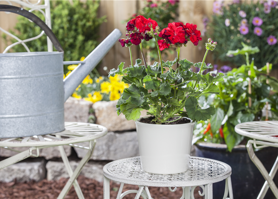 Zonal-Pelargonie-Samen