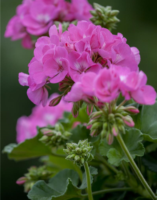 Zonal-Pelargonie-Samen