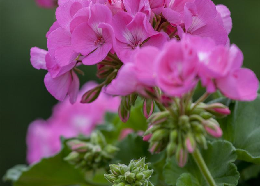 Zonal-Pelargonie-Samen