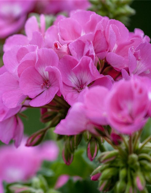 Zonal-Pelargonie-Samen