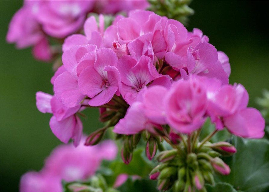 Zonal-Pelargonie-Samen