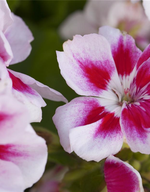 Zonal-Pelargonie-Samen