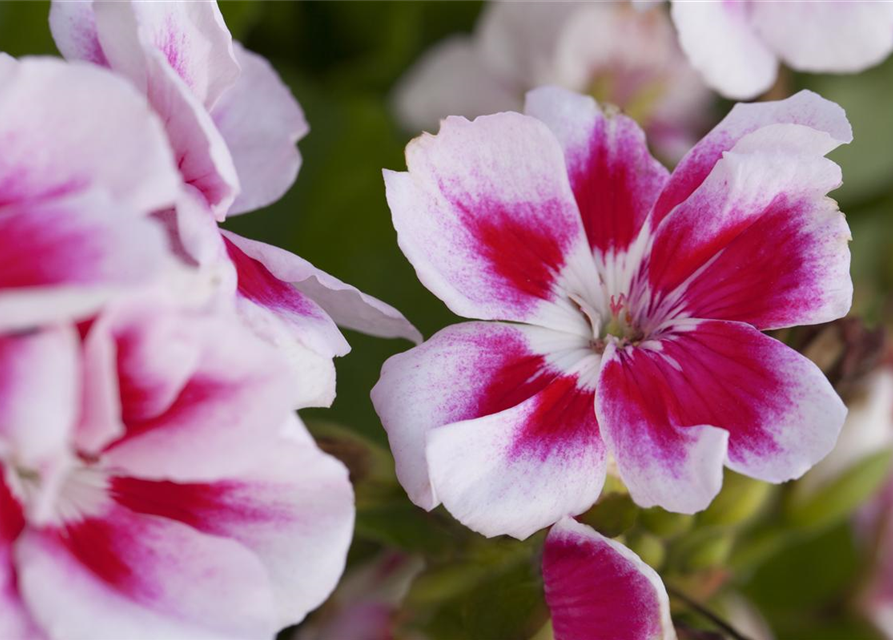 Zonal-Pelargonie-Samen