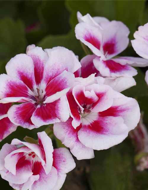 Zonal-Pelargonie-Samen