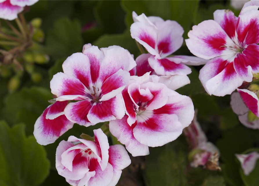 Zonal-Pelargonie-Samen