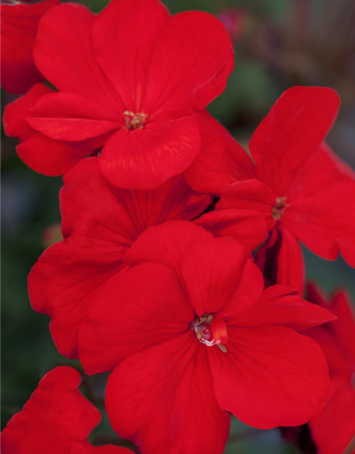 Zonal-Pelargonie-Samen