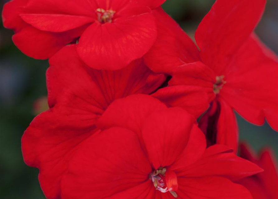 Zonal-Pelargonie-Samen