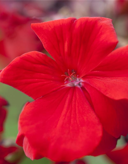 Zonal-Pelargonie-Samen