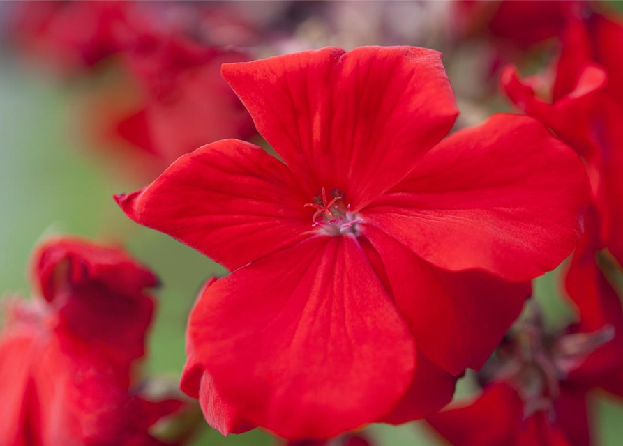 Zonal-Pelargonie-Samen