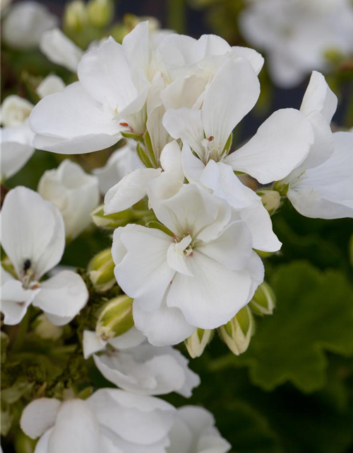 Zonal-Pelargonie-Samen