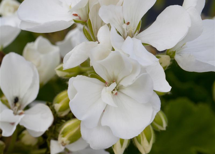 Zonal-Pelargonie-Samen