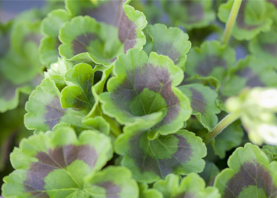 Zonal-Pelargonie-Samen