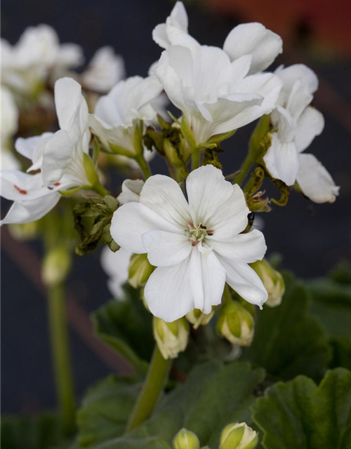 Zonal-Pelargonie-Samen