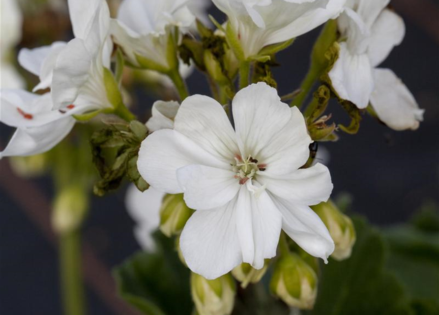 Zonal-Pelargonie-Samen