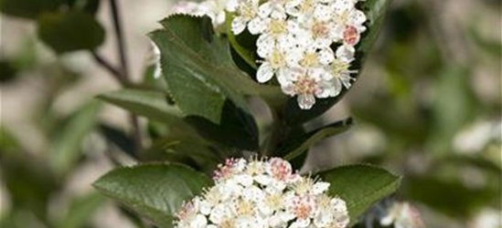 Aronia melanocarpa 'Hugin' Fruchtbengel