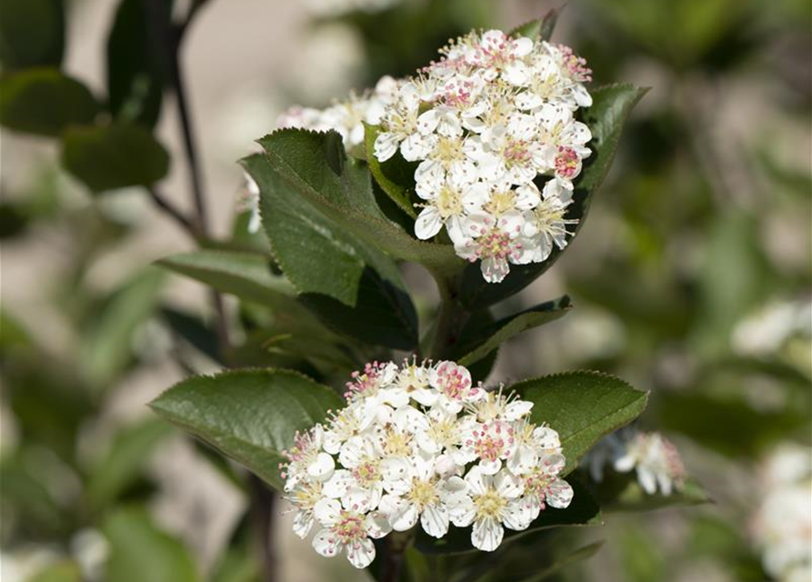 Aronia melanocarpa 'Hugin' Fruchtbengel