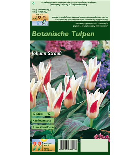 Tulpe 'Johann Strauss'