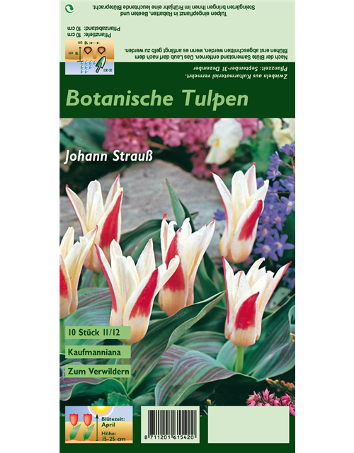 Tulpe 'Johann Strauss'