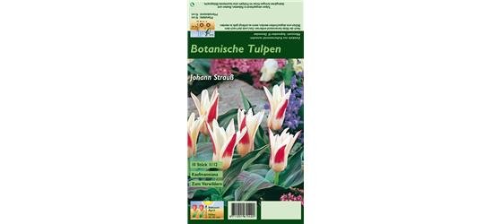 Tulpe 'Johann Strauss'