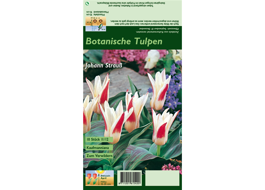 Tulpe 'Johann Strauss'