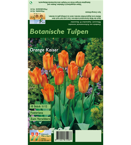 Tulpe 'Oranger Kaiser'