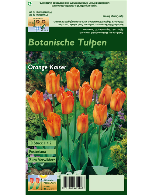 Tulpe 'Oranger Kaiser'