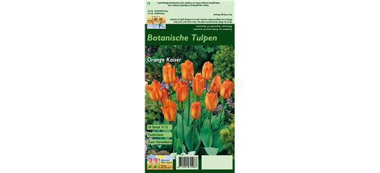 Tulpe 'Oranger Kaiser'