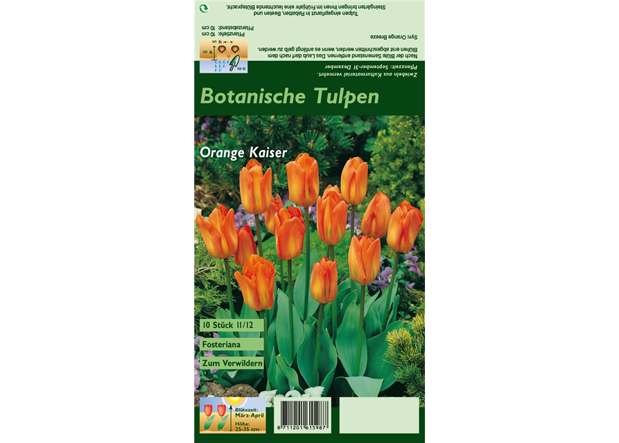 Tulpe 'Oranger Kaiser'