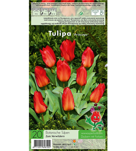 Tulpe 'Princeps'